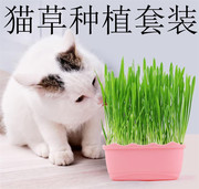 宠物用品水晶猫草套装成猫幼猫零食，猫薄荷猫咪去毛球改善小猫肠胃