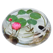 水培玻璃花瓶透明大号水仙盆碗莲盆睡莲花盆乌龟，鱼缸水培植物器皿