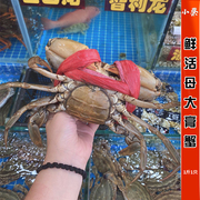 鲜活大膏蟹红鲟蟹全母红膏蟹带膏带黄海鲜水产，超特大海蟹1斤1只