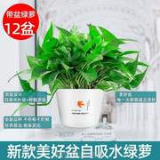 长甲醛绿箩新房植物除甲醛.绿植室内水培，盆栽花卉绿萝吊兰家用吸