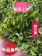 青岛海青茶春169青岛特产，胶南豌豆香海青，绿茶赛崂山茶日照茶