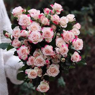 折射泡泡玫瑰花苗月季，盆栽四季开花丰花条纹，钻石玫瑰月季耐寒花卉