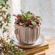 掬涵咖啡茶杯花盆陶瓷多肉花器透气复古个性绿植盆栽花卉盆欧式
