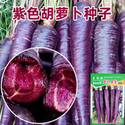 紫色胡萝卜种子孑紫黑色水果胡罗卜(胡罗卜)菜籽，庭院阳台盆栽四季蔬菜种籽
