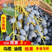 新鲜黑橄榄乌榄油榄现摘现发统果可制榄角泡榄3斤装一件多省