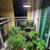 植物灯轨道家用筒灯仿太阳光led植物，灯定时生长灯全光谱补光灯