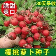 樱桃小萝卜种子迷你萝卜菜籽四季阳台盆栽早熟蔬菜红皮水果萝卜