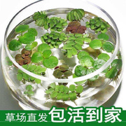 鱼草缸水草淡水鱼缸浮萍，植物一叶莲龟缸水草，植物浮萍心浮草净水