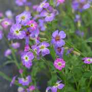 小园丁的夏日时光 弗尼吉亚紫罗兰 花量大阳台盆栽花卉花园植物