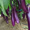 墨紫红长茄种子紫茄子籽种特大春秋冬季四季烧烤长茄子蔬菜种籽