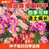 除虫菊种子种籽子花种子，四季盆栽种植种孑重瓣开花虞美人满天星