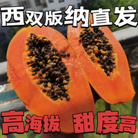 西双版纳木瓜水果新鲜应季时令，树熟红心牛奶木瓜现摘现发整箱