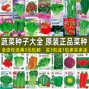 蔬菜种子四季播盆栽阳台，种菜庭院菜籽香菜菠菜，草莓生菜种籽孑大全