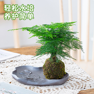 苔藓球小盆栽水培植物茶几桌面盆景迷你小盆栽办公室内文竹菖蒲