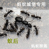 有趣生物  蚂蚁工坊蚂蚁城堡专用日本弓背蚁后群活泼可爱挖洞能手