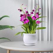 紫露兰盆栽水培植物室内办公室，花卉水养粉掌净化空气，油画婚礼吊兰