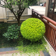 绿化植物球型金叶亮晶女贞茶梅冬青黄杨檵木四季常青庭院花园造景
