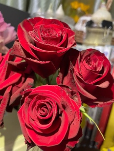 高原红 自带丝绒质感的暗红色玫瑰小苗 杯状切花直立性好不是鲜切