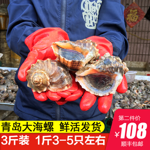 大海螺鲜活超大 3斤大海螺新鲜青岛崂山海鲜水产贝类海螺鲜活