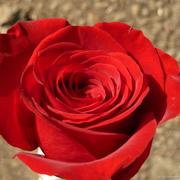 玫瑰种子散装 红刺玫红玫瑰花种籽子 四季播种植大花室内花卉种籽