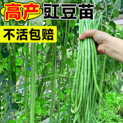 长豆角苗四季豆豇豆种苗蔬，菜苗秧苗大全，适合春天种的菜苗种子种籽
