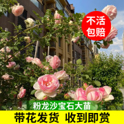 粉色龙沙宝石蔷薇爬藤本月季花苗盆栽四季浓香玫瑰花卉植物庭院开