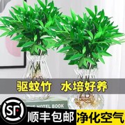 驱蚊竹柏水培植物室内水养绿植花卉盆栽办公室桌面四季常青好养活