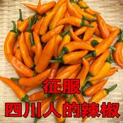 永安黄椒新鲜辣椒，特辣子弹椒