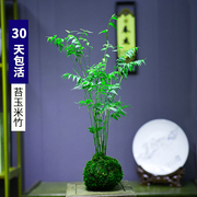 苔藓球植物米竹子净化空气水培盆景客厅室内桌面观赏盆栽造景创意