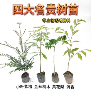 四大名贵苗木海南黄花梨金丝楠木，树苗珍稀植物，沉香小叶紫檀庭院