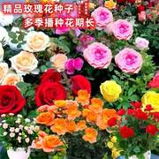 玫瑰花种籽子四季开花盆栽，花卉植物易爆盆室内外鲜花种子庭院阳台
