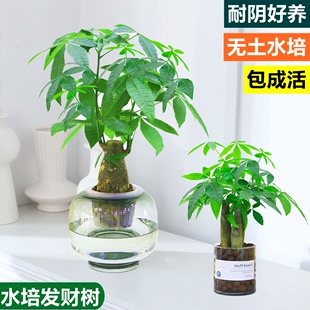 水培植物发财树盆栽室内小绿植四季常青幸福树办公室桌面盆景花卉