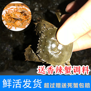 活蟹70只送10只鲜活满黄1一元蟹河蟹小闸蟹小螃蟹六月黄公母(黄公母)