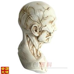 1 3美术医学静物绘q画参考艺用人体肌肉骨骼头雕头骨半胸像模型