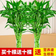 富贵竹水培植物水养客厅节节高绿植箩观音竹子盆栽鲜花卉室内绿萝