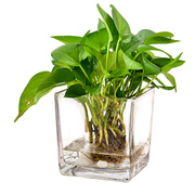 大号玻璃花盆水培容器透明创意个性绿萝植物多功能水Z养花瓶器皿