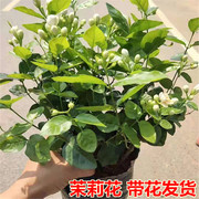 重瓣白茉莉(白茉莉)花苗室内盆栽，双色茉莉花苗香味浓郁花卉绿植