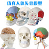 成人11头颅i骨解剖标本，医学仿真人体，头骨模型可拆卸彩色骷髅