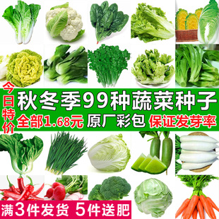 四季蔬菜种子香菜菠菜青菜葱油麦菜白菜萝卜籽黄瓜南方生菜籽种孑