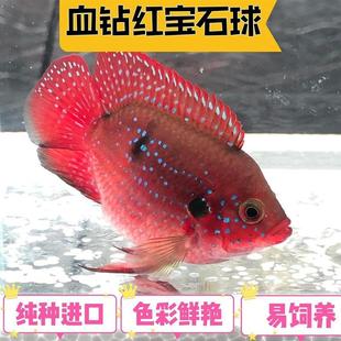 血钻红宝石鱼热带观赏鱼三湖慈鲷鱼活体淡水鱼尺寸5-6cm1条5.8元