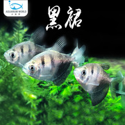 黑群鱼可混养天使鱼群游小型热带鱼水族灯鱼扯旗鱼好养易活