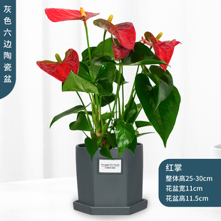 红掌盆栽水培办公桌面盆栽，室内开花前台除甲醛小型植物南京花卉