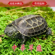 大乌龟活体中华草龟观赏龟金宠物小乌龟活体宠物龟家养龟