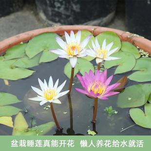 迷你睡莲花根苗微型水培植物黑美人小碗睡莲种孑盆栽多贝带花苞