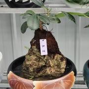 上水石植物假山盆景室内好养易活四季常绿吸收甲醛观赏湿化