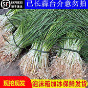 湖南新鲜野葱野菜深山，现挖小根蒜胡葱，野生小蒜苦藠头薤白