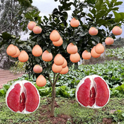 柚子树苗红心红肉蜜柚嫁接果树，果苗南方北方种植当年结果三红蜜柚