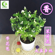 茉莉花盆栽带花苞虎头茉莉四季花苗阳台浓香鲜花绿植庭院清香植物