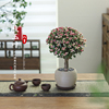 金枝玉叶盆栽植物多肉花卉客厅，桌面好养盆景，办公室内绿植净化空气