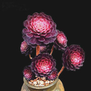 铜壶法师黑铜壶，紫羊绒老桩群生手捧花，荷兰玫瑰多肉植物黑法师